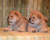 chow-chow smooth puppies