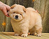 cream chow-chow puppy girl Lav Stori TSAREVNA ZHASMIN