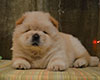 cream chow-chow puppy girl Lav Stori TSAREVNA ZHASMIN