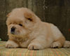 cream chow-chow puppy girl Lav Stori TSAREVNA ZHASMIN