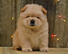 cream chow-chow puppy girl Lav Stori TSAREVNA ZHASMIN