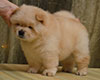 cream chow-chow puppy girl Lav Stori TSAREVNA ZHASMIN