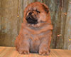 red chow-chow puppy boy Lav Stori TSARSKIY GIATSINT