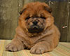 red chow-chow puppy boy Lav Stori TSARSKIY GIATSINT