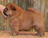 red chow-chow puppy boy Lav Stori TSARSKIY GIATSINT