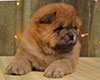 red chow-chow puppy boy Lav Stori TSARSKIY GIATSINT