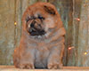 red chow-chow puppy boy Lav Stori TSARSKIY GIATSINT