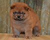 red chow-chow puppy boy Lav Stori TSARSKIY GIATSINT