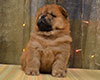 red chow-chow puppy boy Lav Stori TSARSKIY GIATSINT