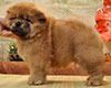 red chow-chow puppy boy Lav Stori TSARSKIY GIATSINT