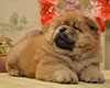 red chow-chow puppy boy Lav Stori TSARSKIY GIATSINT