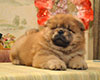 red chow-chow puppy boy Lav Stori TSARSKIY GIATSINT