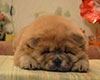 red chow-chow puppy boy Lav Stori TSARSKIY GIATSINT