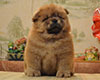 red chow-chow puppy boy Lav Stori TSARSKIY GIATSINT