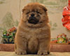 red chow-chow puppy boy Lav Stori TSARSKIY GIATSINT