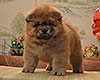 red chow-chow puppy boy Lav Stori TSARSKIY GIATSINT