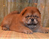 red chow-chow puppy boy Lav Stori TSIKLAMEN