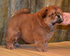 red chow-chow puppy boy Lav Stori TSIKLAMEN