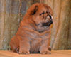 red chow-chow puppy boy Lav Stori TSIKLAMEN