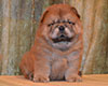 red chow-chow puppy boy Lav Stori TSIKLAMEN