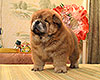 red chow-chow puppy boy Lav Stori TSIKLAMEN