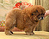 red chow-chow puppy boy Lav Stori TSIKLAMEN