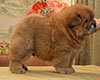 red chow-chow puppy boy Lav Stori TSIKLAMEN