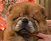 red chow-chow puppy boy Lav Stori TSIKLAMEN