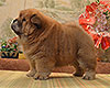 red chow-chow puppy boy Lav Stori TSIKLAMEN