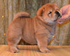 smooth red chow-chow puppy girl Lav Stori TSINNIYA FOR KLOTO