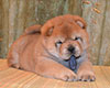 smooth red chow-chow puppy girl Lav Stori TSINNIYA FOR KLOTO