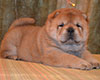 smooth red chow-chow puppy girl Lav Stori TSINNIYA FOR KLOTO