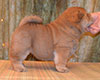 smooth red chow-chow puppy girl Lav Stori TSINNIYA FOR KLOTO