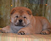 red smooth chow-chow boy Lav Stori TSITRON