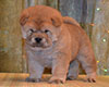 red smooth chow-chow boy Lav Stori TSITRON