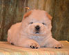 cream chow-chow puppy boy Lav Stori TSVETOK LOTOSA