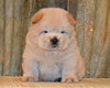 cream chow-chow puppy boy Lav Stori TSVETOK LOTOSA