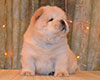 cream chow-chow puppy boy Lav Stori TSVETOK LOTOSA