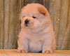 cream chow-chow puppy boy Lav Stori TSVETOK LOTOSA